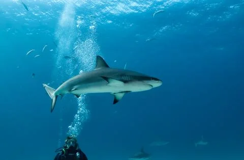 Grey Reef Shark Stock Photos