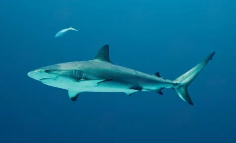 Grey Reef Shark Stock Photos