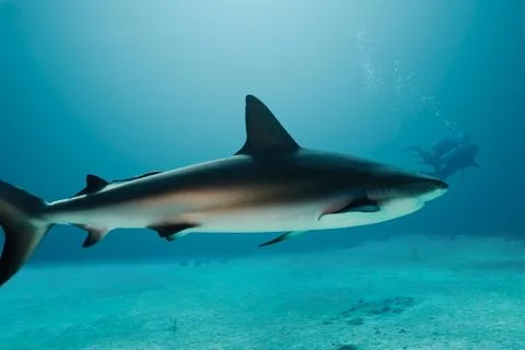 Grey Reef Shark Stock Photos
