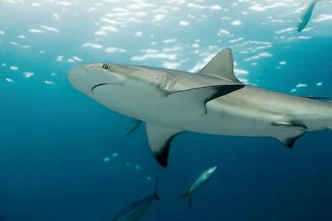 Grey Reef Shark Stock Photos