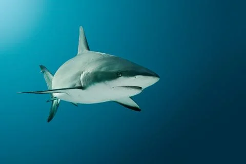 Grey Reef Shark Stock Photos