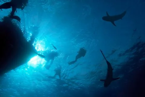 Grey Reef Shark Stock Photos
