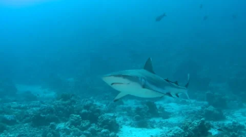 Grey reef shark in Red sea, TWO CLIPS IN ONE! Stock Footage 31555152