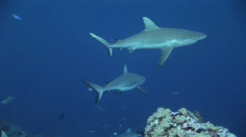 Grey Reef Shark on the Reef Stock Footage 50187597