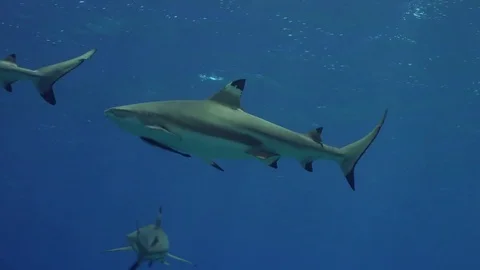 Grey reef shark with remora on its belly Stock Footage 74579892