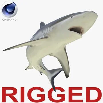 Grey Reef Shark Rigged for Cinema 4D 3D Model