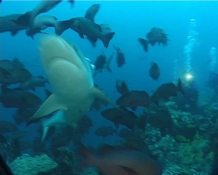Grey reef shark swimming in fish feeding arena, Carcharhinus amblyrhynchos, Stock Footage 61952819