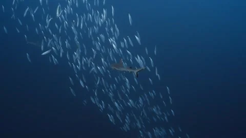 Grey Reef Shark Swimming Through a School of Fish Stock Footage 339704154