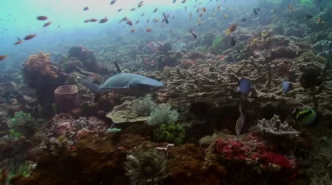 Grey reef shark swims in search of food. Stock-Footage 59349725