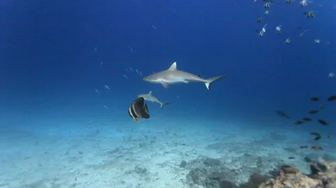 Grey Reef Shark Underwater Shot Vidéo 53511448