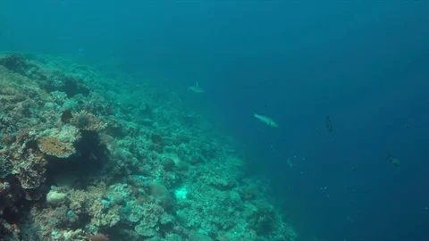 Grey reef sharks 4k Stock Footage 80300046