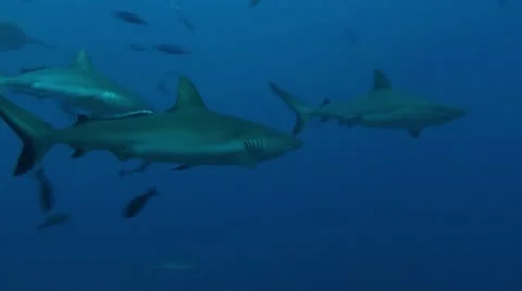 Grey reef sharks in blue-Apple ProRes 422 (HQ) Stock Footage 14216878
