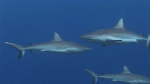 Grey Reef Sharks in the Blue Video stock 52811121