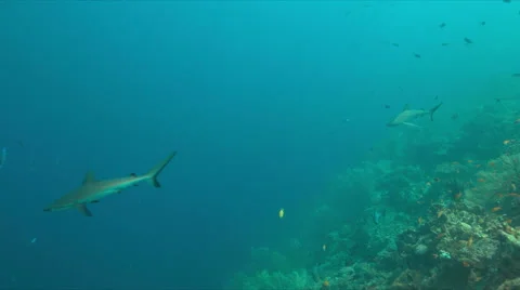 Grey reef sharks on a coral reef 4k Stock Footage 68073953