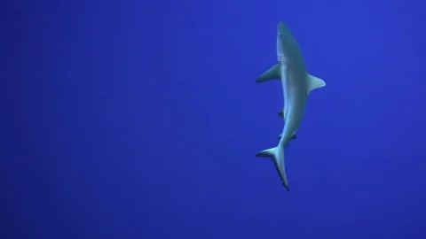Grey reef sharks in the deep blue Stock Footage
