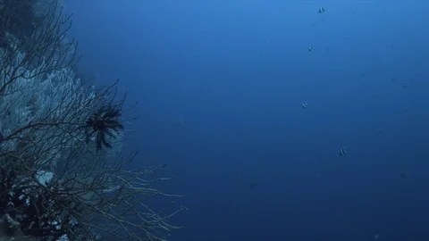 Grey Reef Sharks on a drop off  4k Stock Footage 115096971