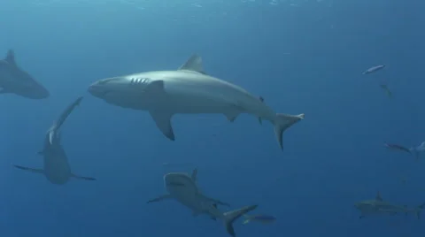 Grey Reef Sharks Feeding Stock Footage 52767100