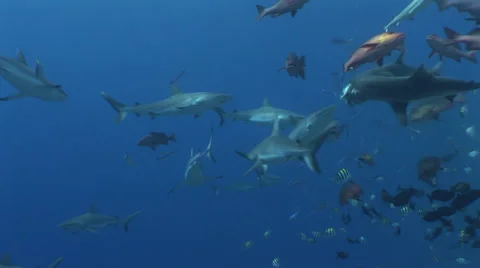 Grey Reef Sharks Feeding Stock Footage 52769154