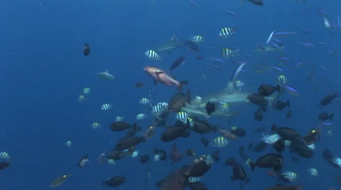 Grey Reef Sharks Feeding Stock Footage 52797564
