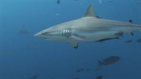 Grey Reef Sharks Feeding Stock Footage 52801878
