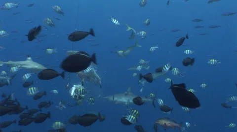 Grey Reef Sharks Feeding Stock Footage 52807075