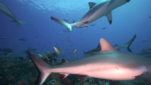 Grey reef sharks feeding on a tuna head Stock Footage 78999765