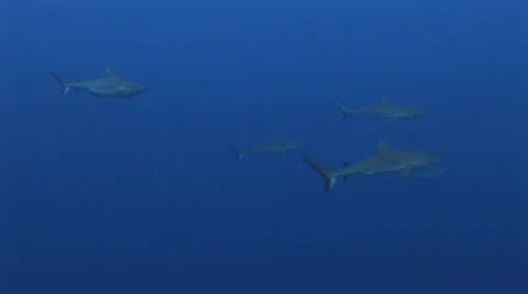 Grey Reef Sharks Stock Footage 52794889