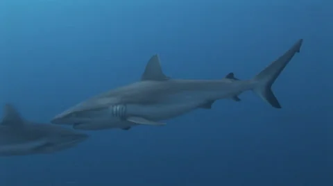 Grey Reef Sharks Stock Footage 52802344