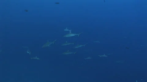 Grey Reef Sharks Video stock 52803270