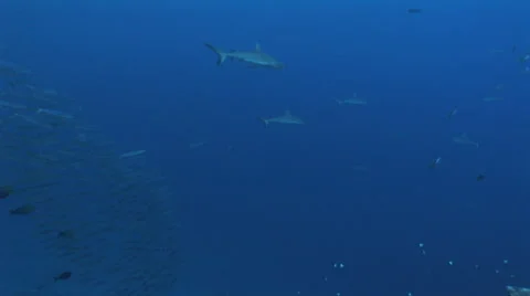 Grey Reef Sharks Stock Footage 52804429