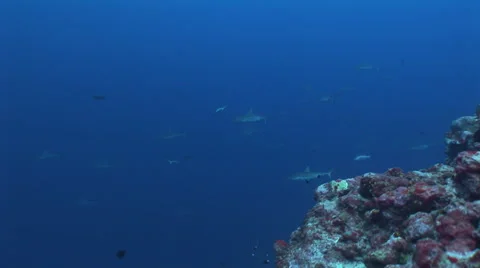Grey Reef Sharks Stock Footage 52809137