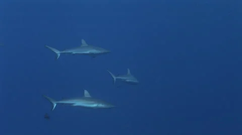 Grey Reef Sharks Stock Footage 52809347