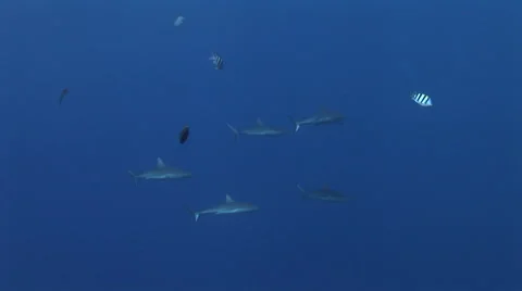 Grey Reef Sharks Stock Footage 52809405