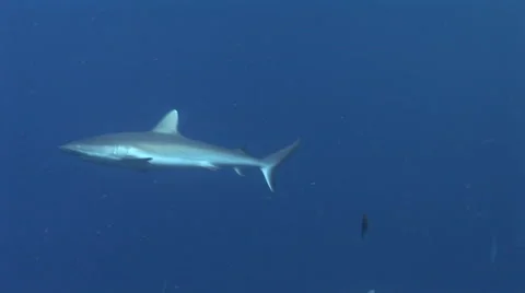 Grey Reef Sharks Stock Footage 52810588
