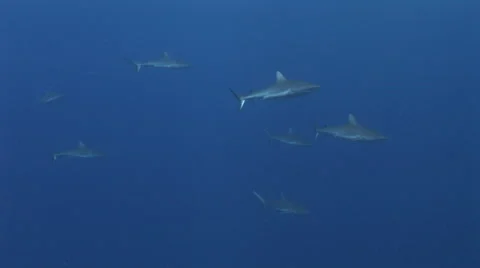 Grey Reef Sharks Stock Footage 52811212