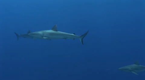 Grey Reef Sharks Stock Footage 52820139