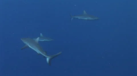Grey Reef Sharks Stock Footage 52820957
