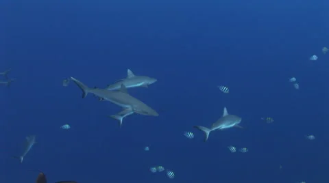 Grey Reef Sharks Stock Footage 52821044