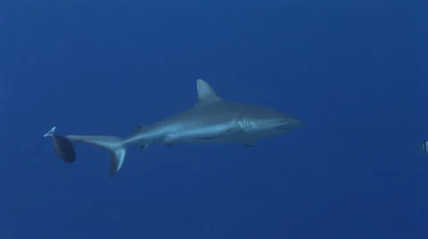 Grey Reef Sharks Stock Footage 52821067