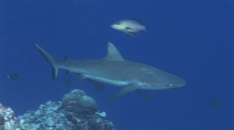 Grey Reef Sharks Stock Footage 52821068