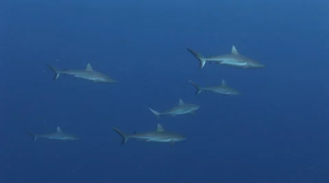 Grey Reef Sharks Stock Footage 52821093
