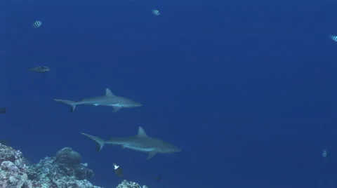 Grey Reef Sharks Stock Footage 52821105