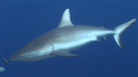 Grey Reef Sharks Stock Footage 52821321