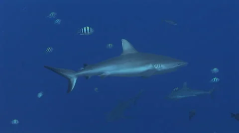 Grey Reef Sharks Stock Footage 52821404