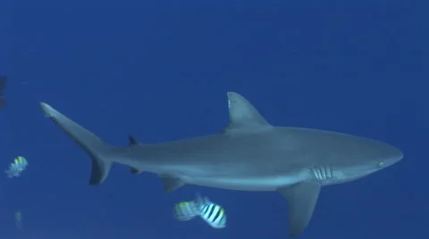 Grey Reef Sharks Stock Footage 52821424
