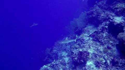 Grey Reef sharks Stock Footage 201447649