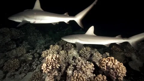 Grey reef sharks hunting at night on a coral reef in french polynesia Stock Footage