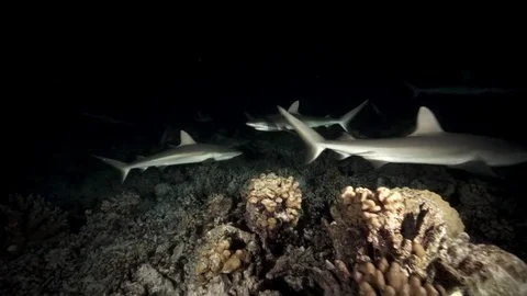 Grey reef sharks hunting at night on a coral reef in french polynesia Stock Footage