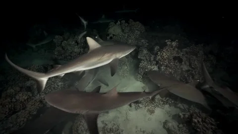 Grey reef sharks hunting at night on a coral reef in french polynesia Stock Footage