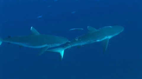 Grey reef sharks mating behaviour Vídeo Stock 56332309